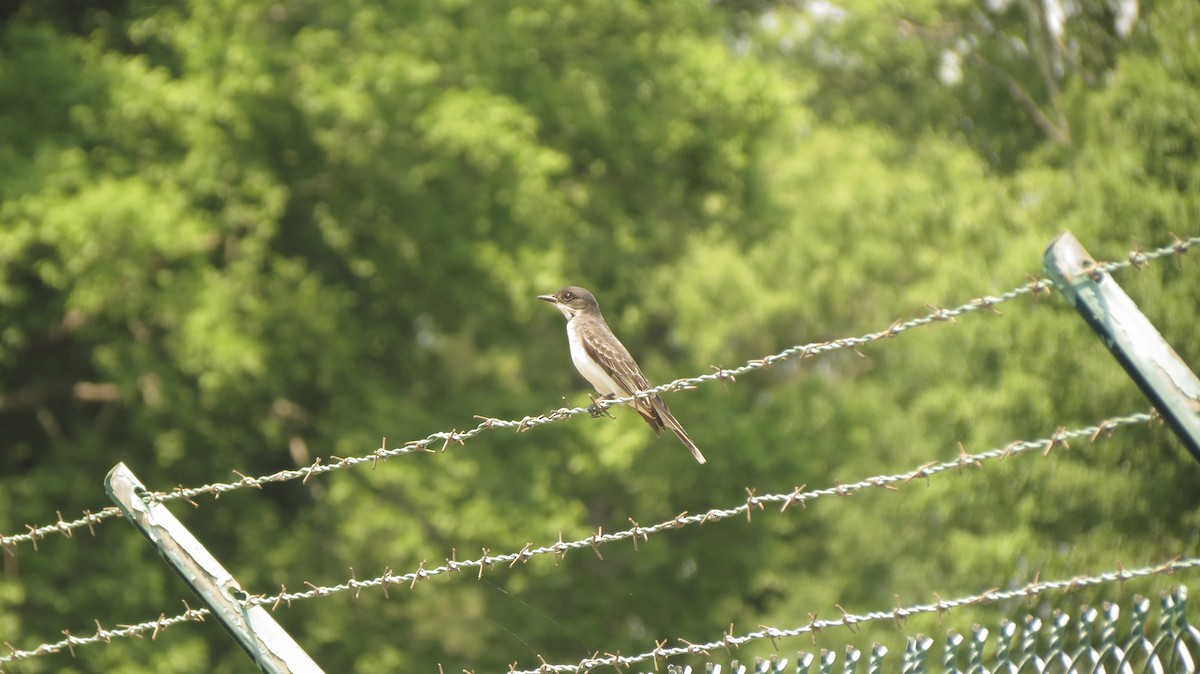 Eastern Kingbird - ML101028511