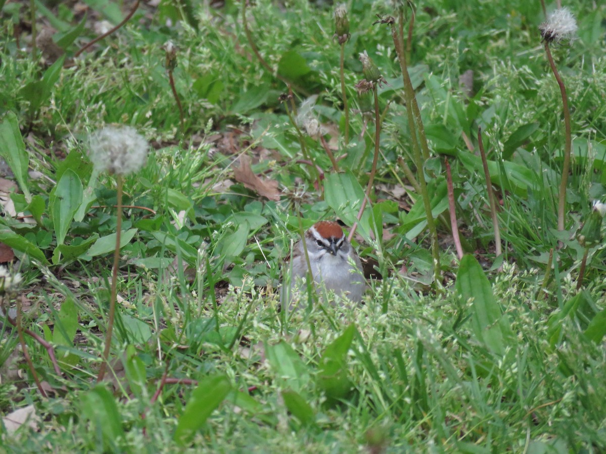 Chipping Sparrow - ML101028831