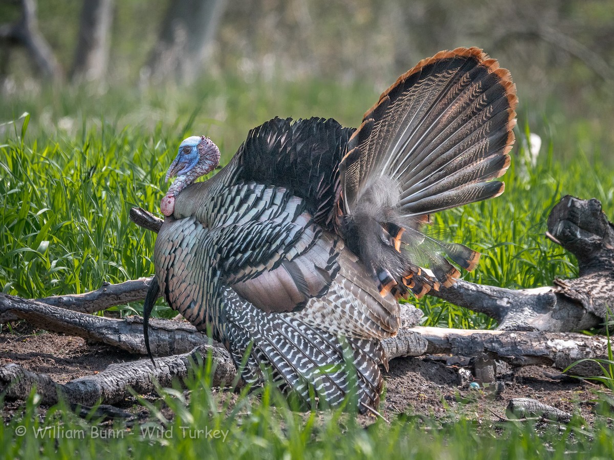 Wild Turkey - ML101029731