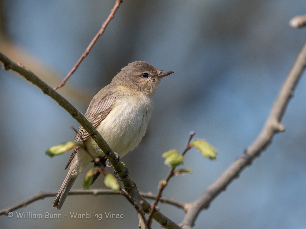 Warbling Vireo - ML101029981