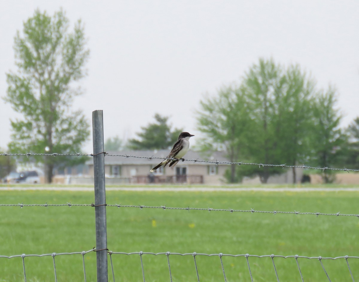 Eastern Kingbird - ML101030031