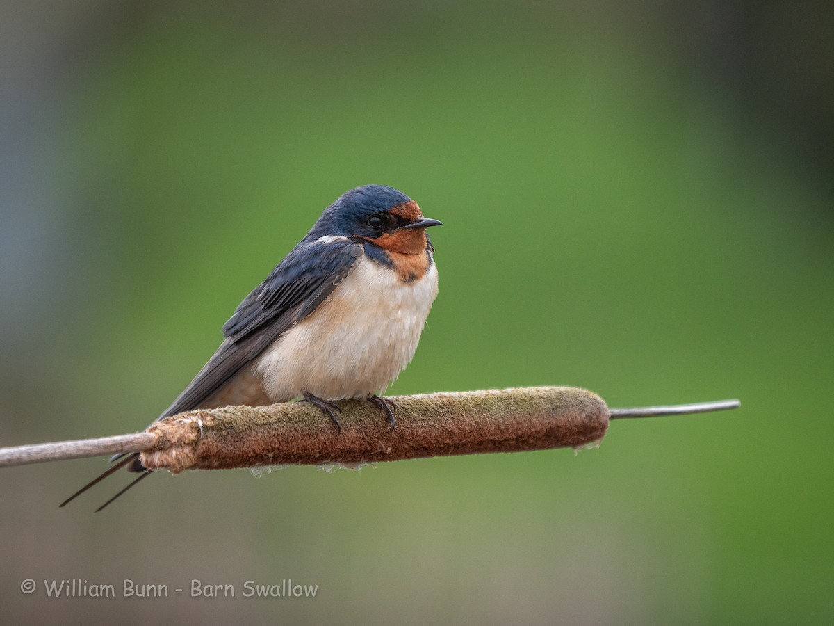 Barn Swallow - ML101030051