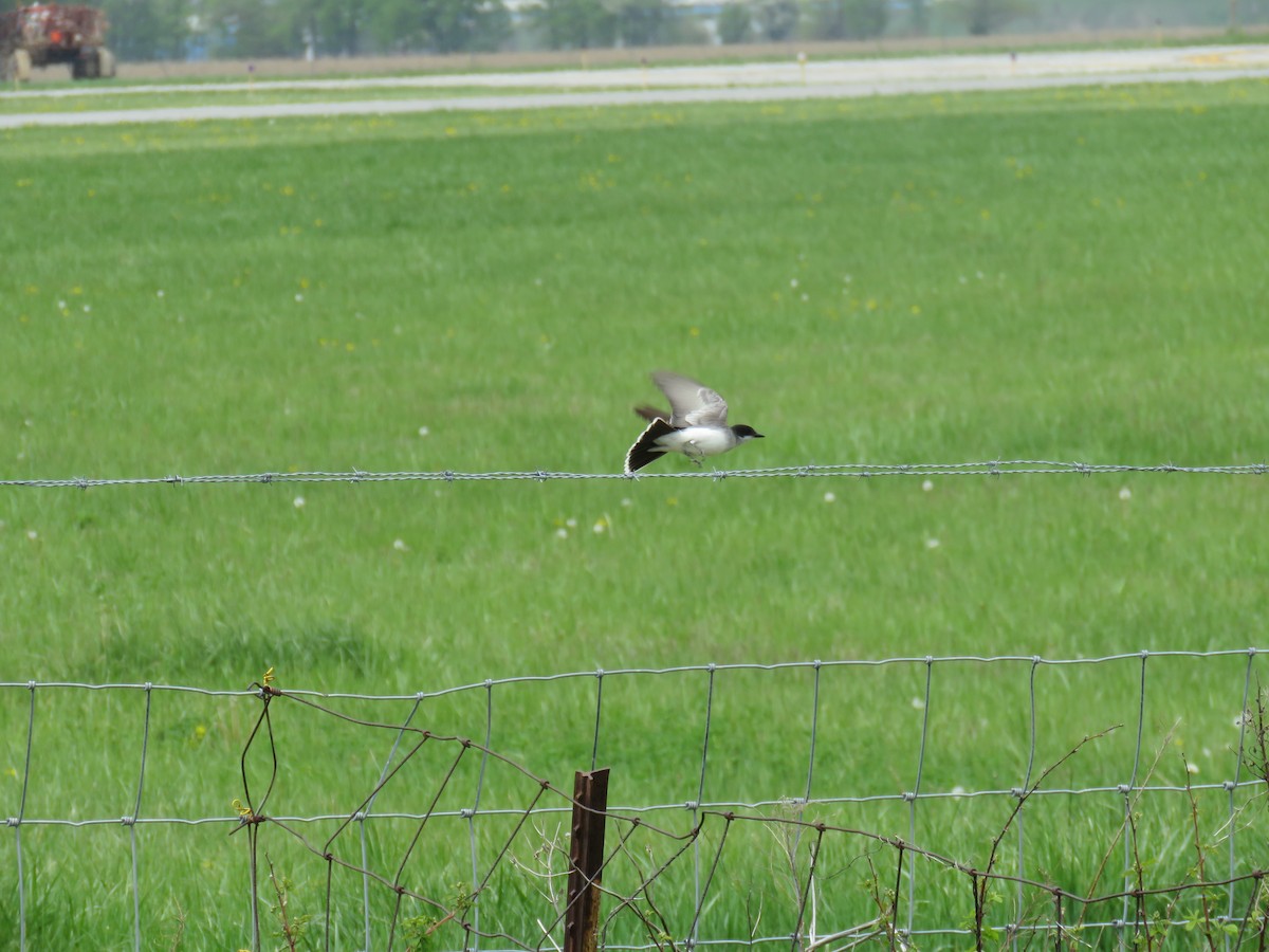 Eastern Kingbird - ML101030081