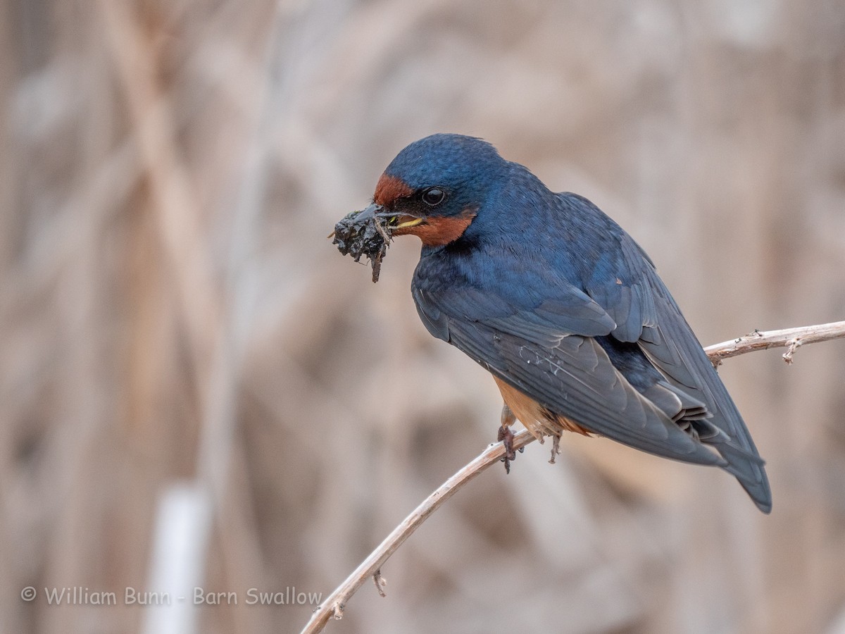 Barn Swallow - ML101030101