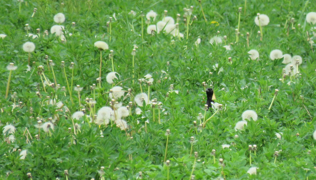 Bobolink - ML101030111