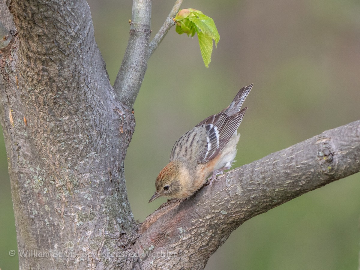 Braunkehl-Waldsänger - ML101030351