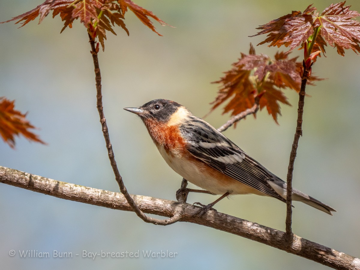 Bay-breasted Warbler - ML101030361