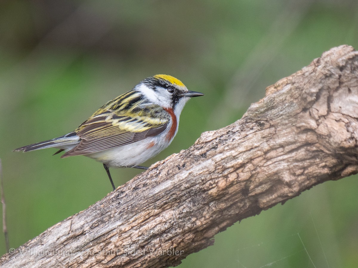 Chestnut-sided Warbler - ML101030481