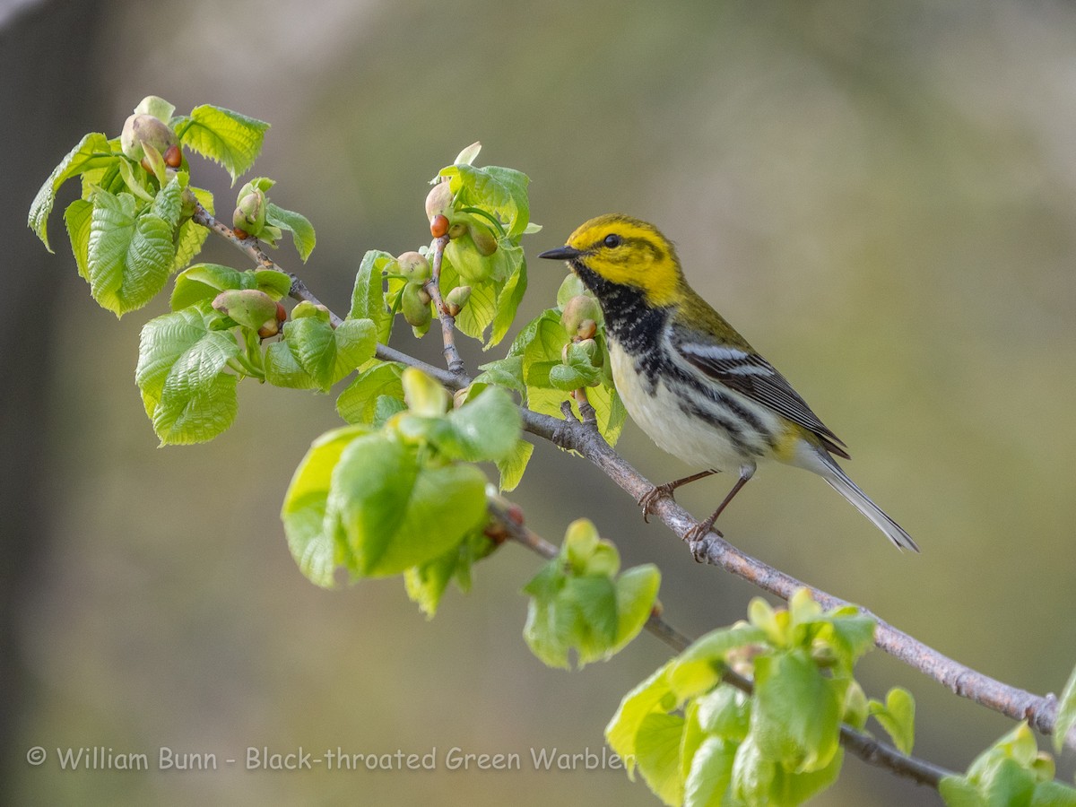 Black-throated Green Warbler - ML101030611