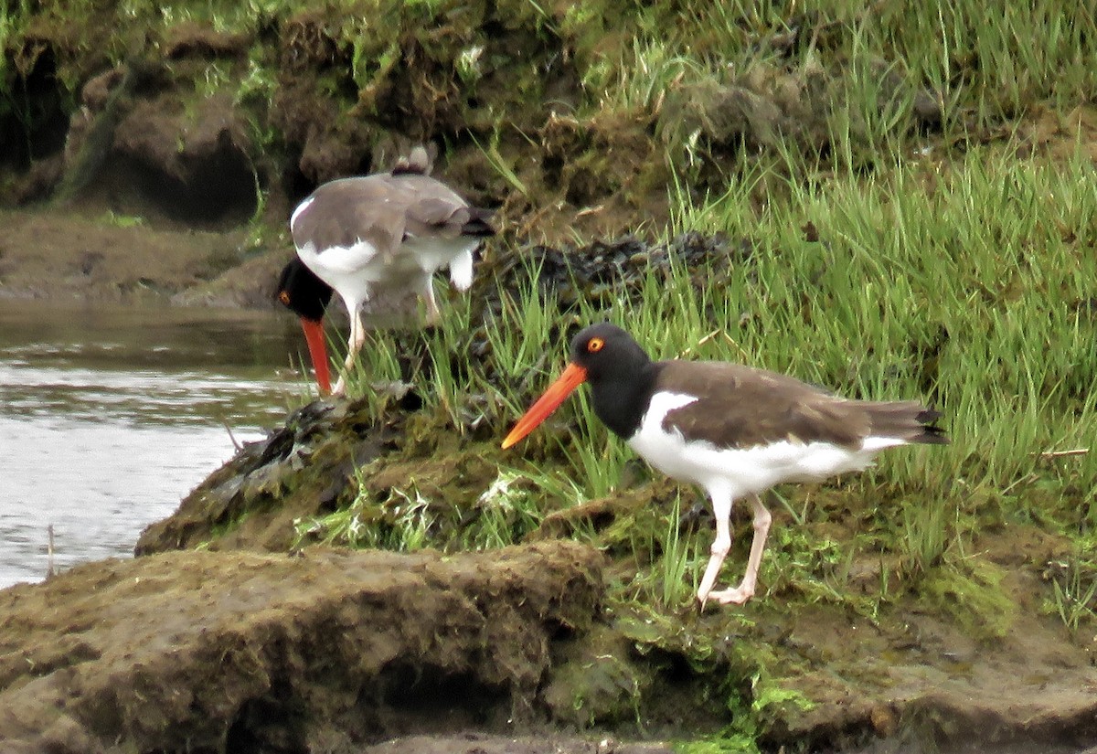American Oystercatcher - ML101030751
