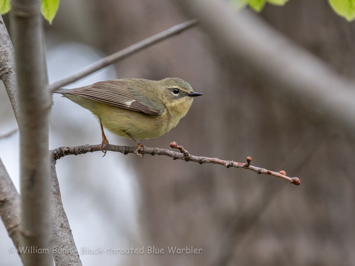 Black-throated Blue Warbler - ML101030851