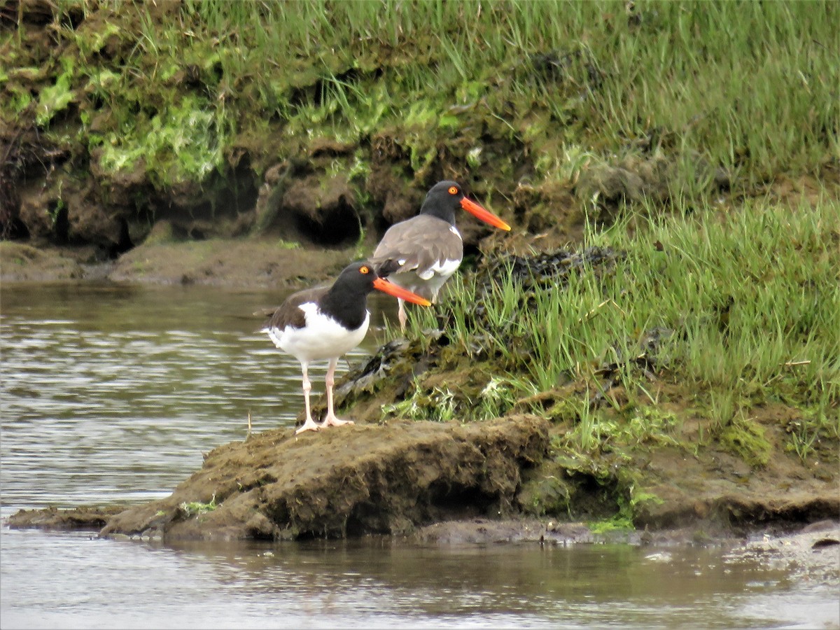 American Oystercatcher - ML101031121