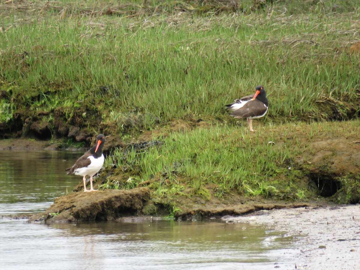 American Oystercatcher - ML101031141