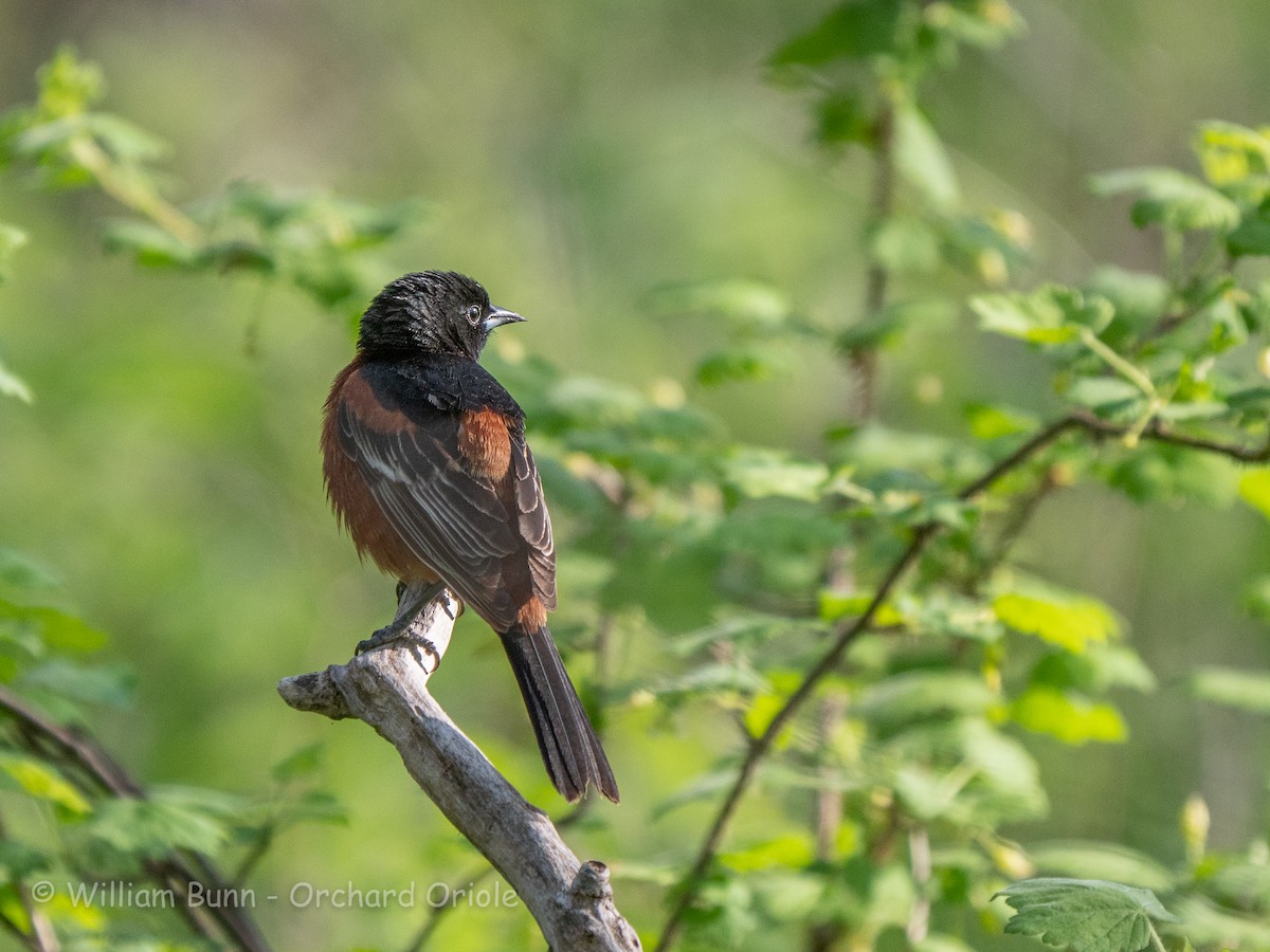 Orchard Oriole - ML101031341