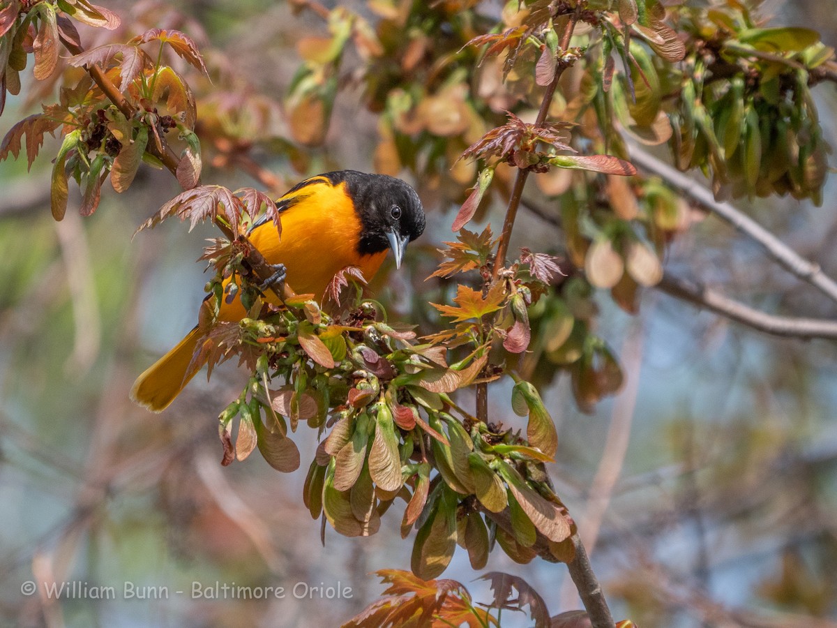 Baltimore Oriole - ML101031401