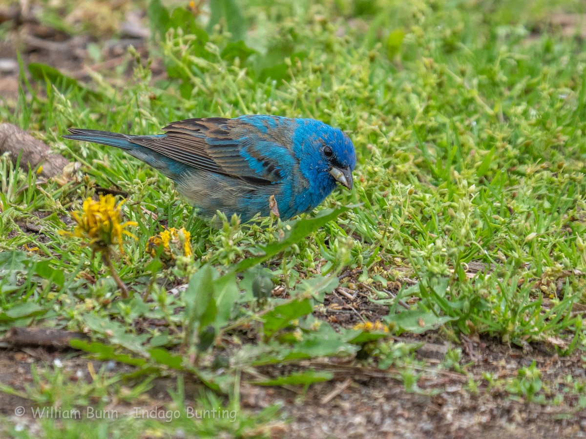 Indigo Bunting - ML101031871