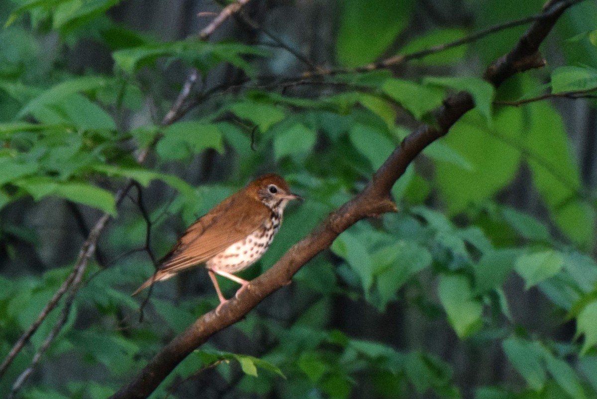 Wood Thrush - ML101031881