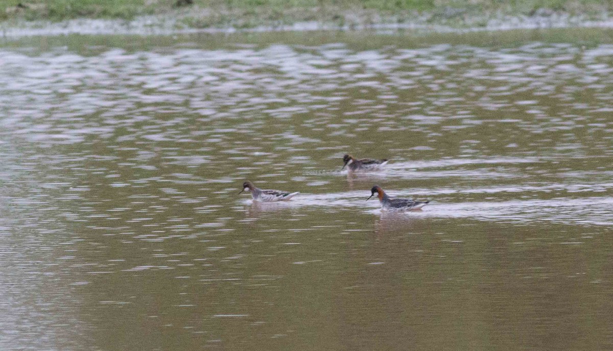 Red-necked Phalarope - ML101032621