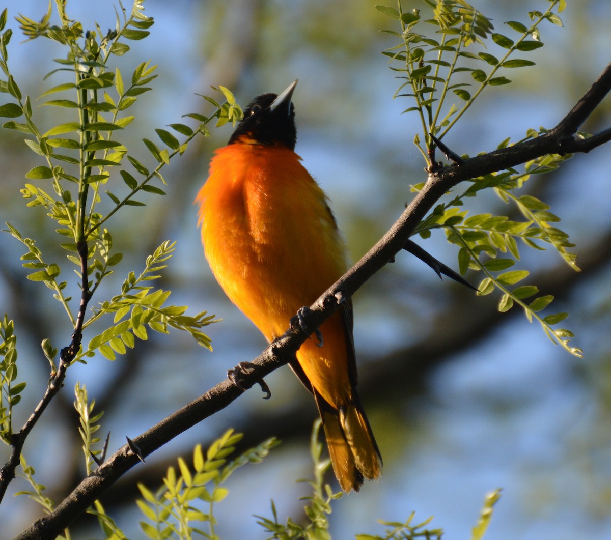 Baltimore Oriole - Doug Overacker