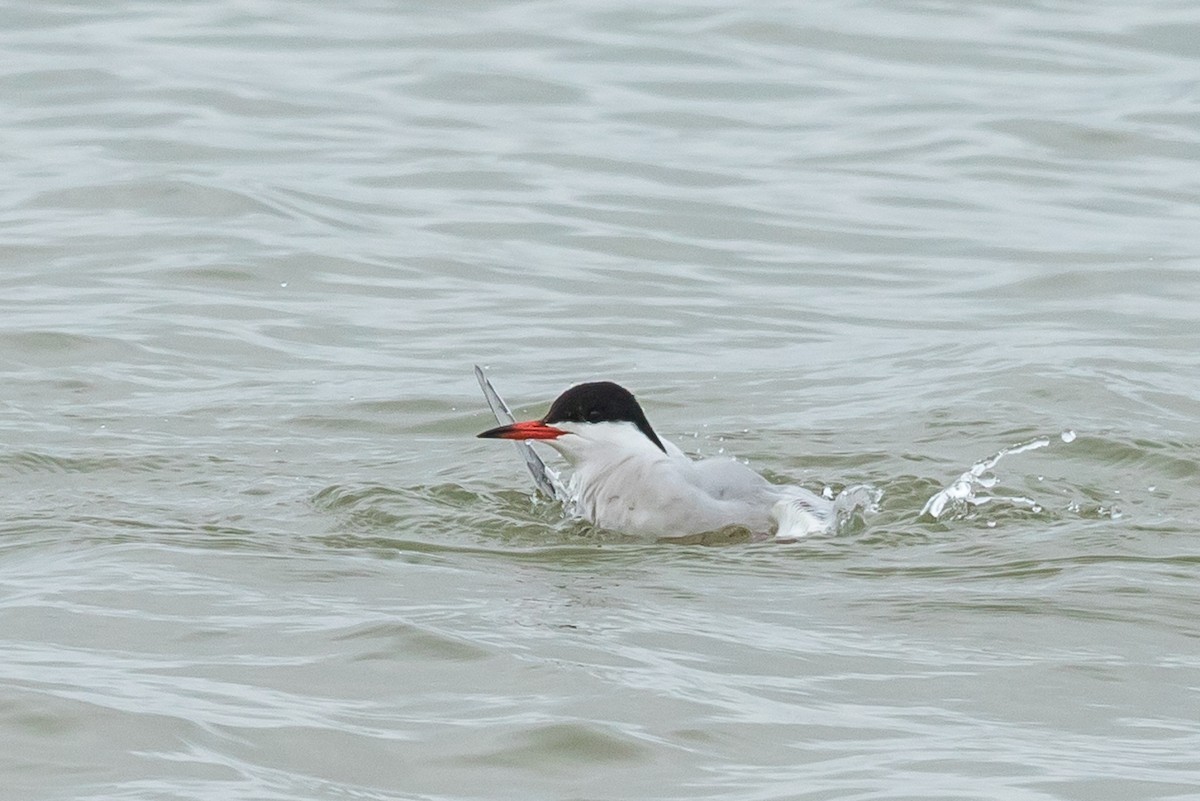 Common Tern - ML101033821