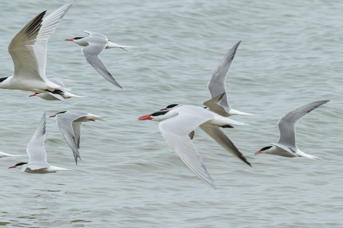 Common Tern - ML101033831