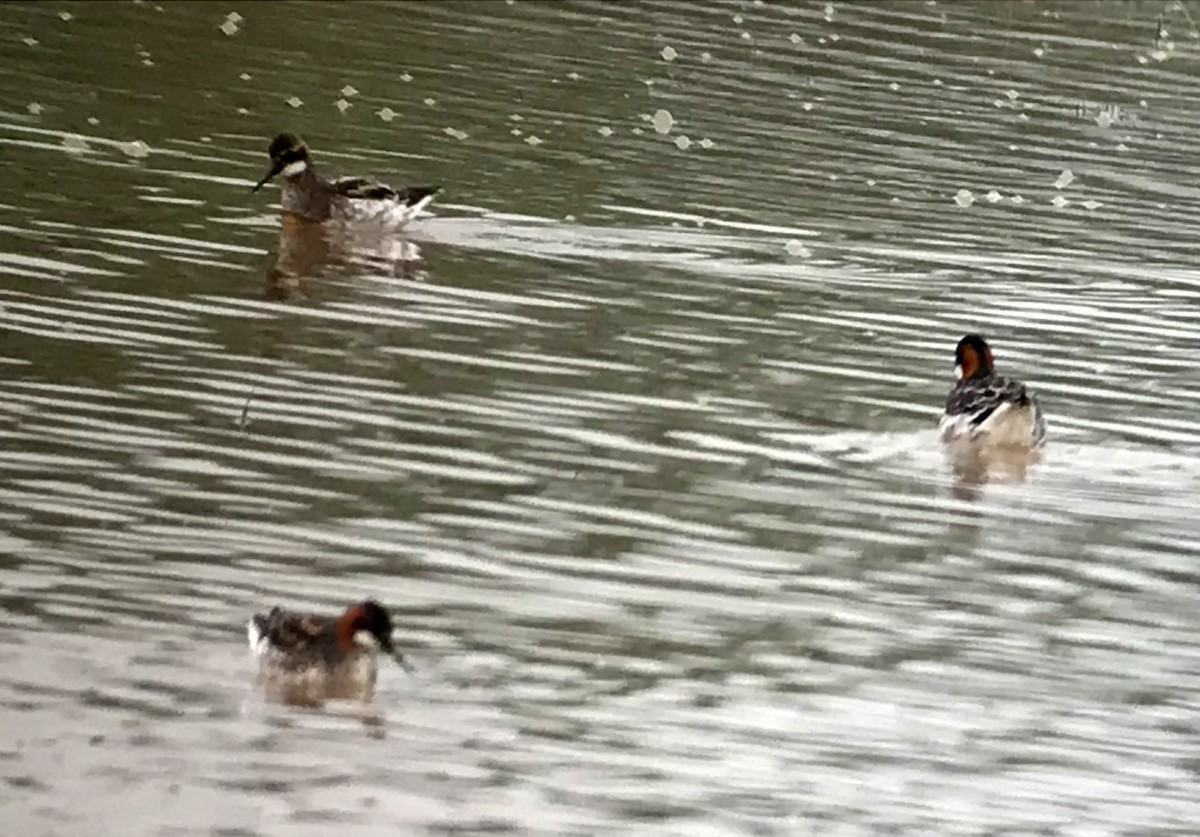 Red-necked Phalarope - Julia Plummer