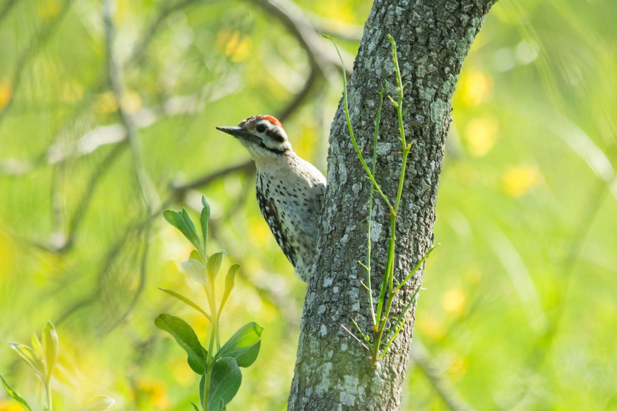 Ladder-backed Woodpecker - Joshua Little