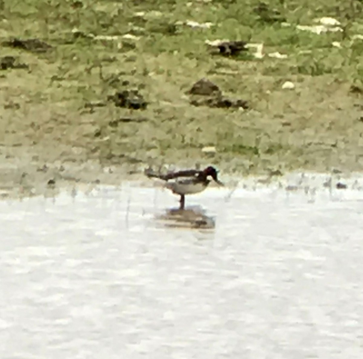 Red-necked Phalarope - Julia Plummer