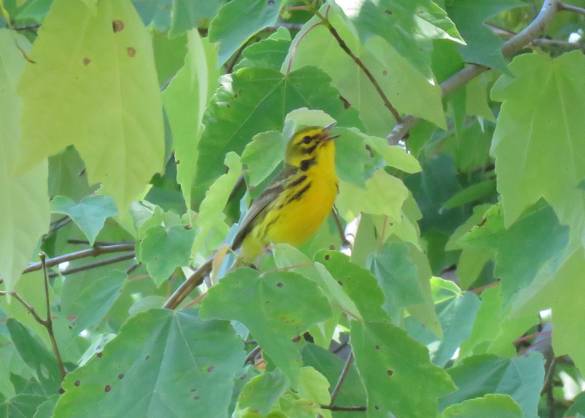 Prairie Warbler - Judy and Don Self
