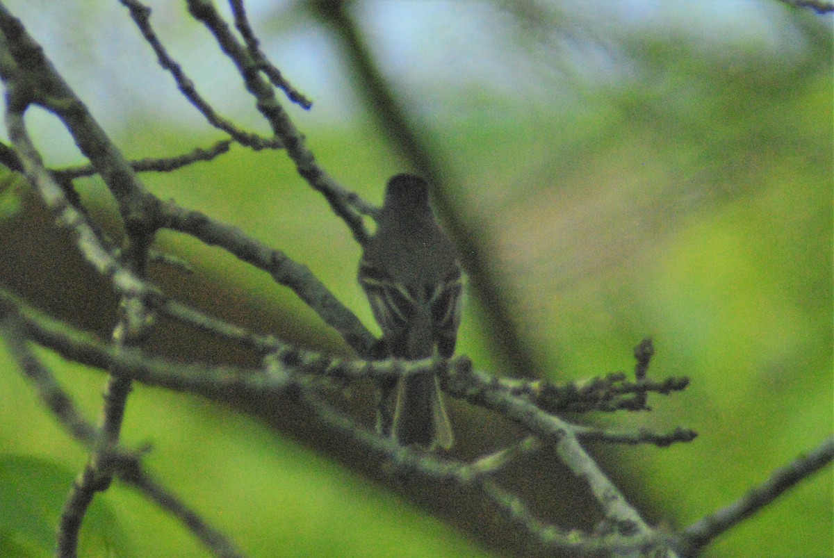 Mosquero Oscuro - ML101035731