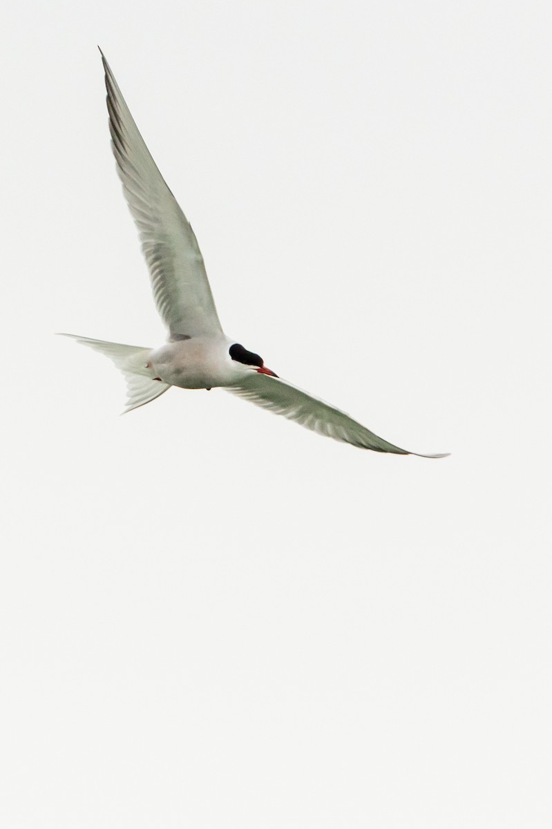 Common Tern - ML101035851