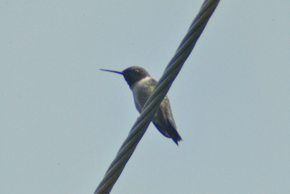 Black-chinned Hummingbird - ML101035871