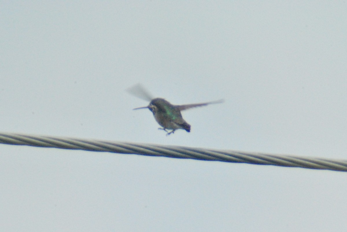 Calliope Hummingbird - ML101036121