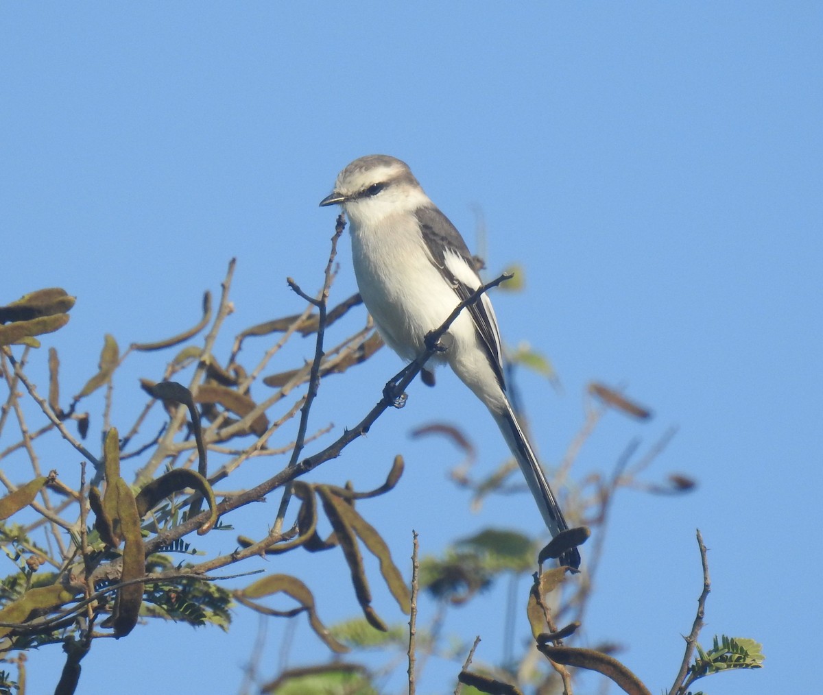 Jerdon's Minivet - Phoenix Kwan