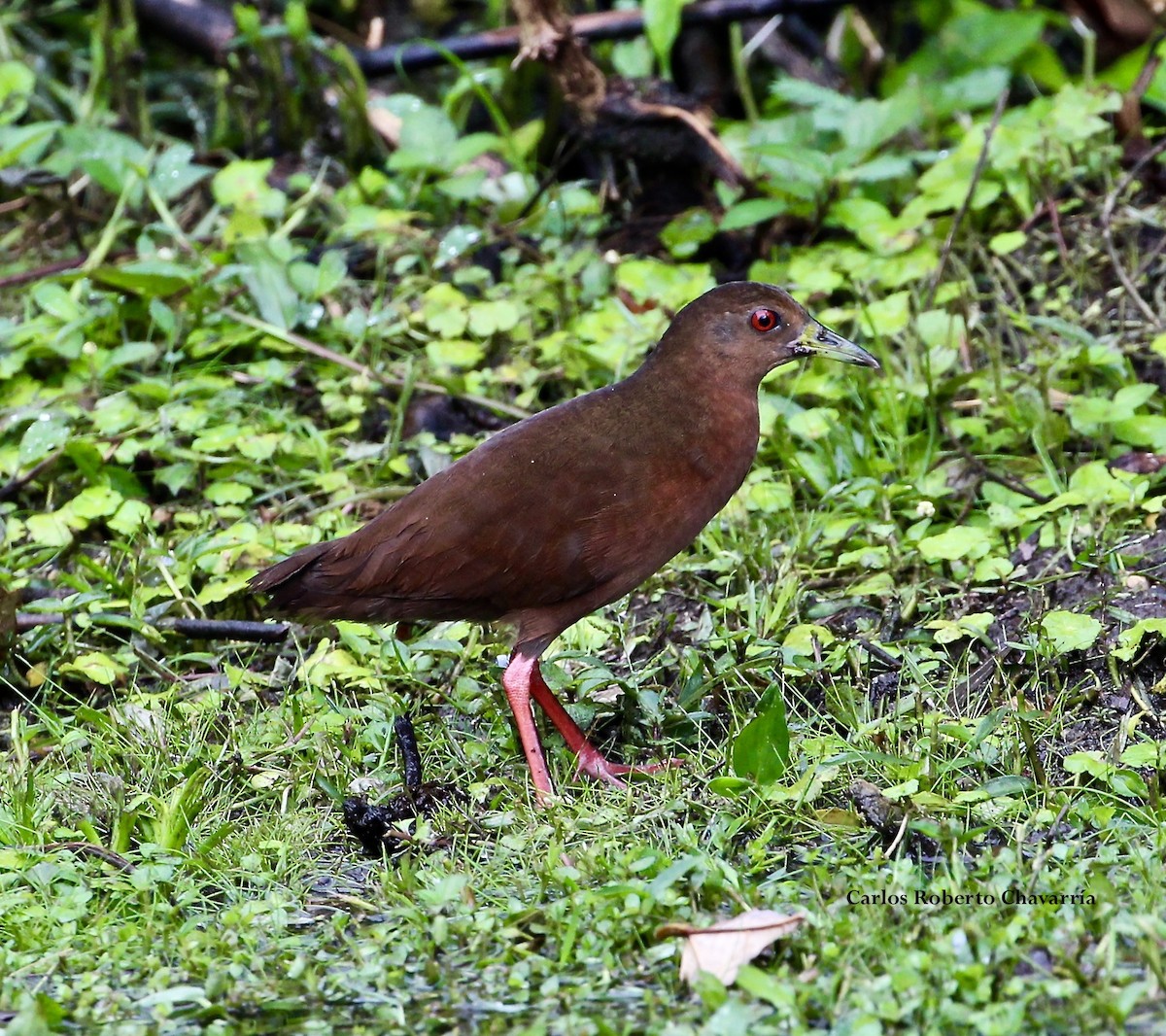 Uniform Crake - Carlos Roberto Chavarria