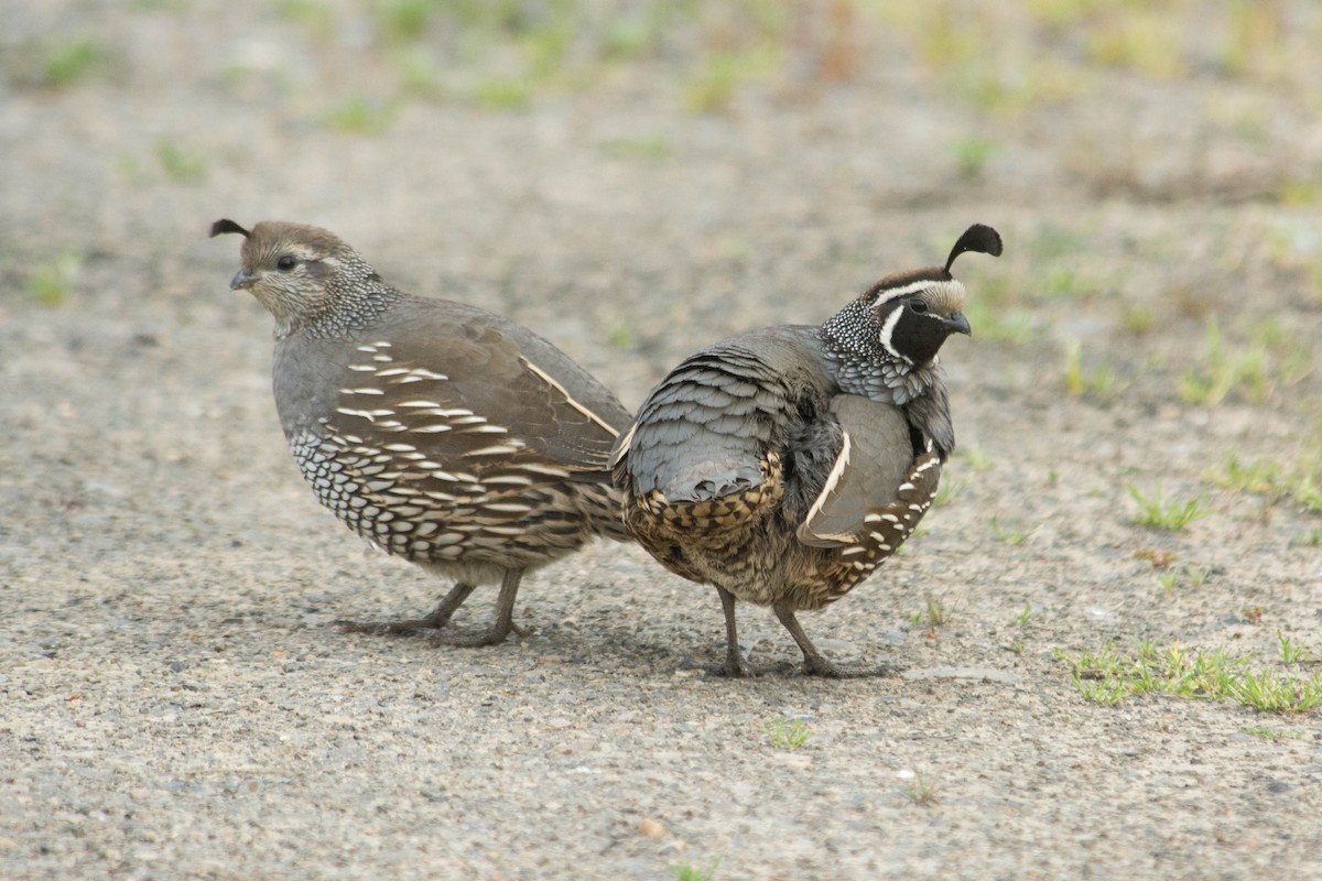 California Quail - Joshua Little