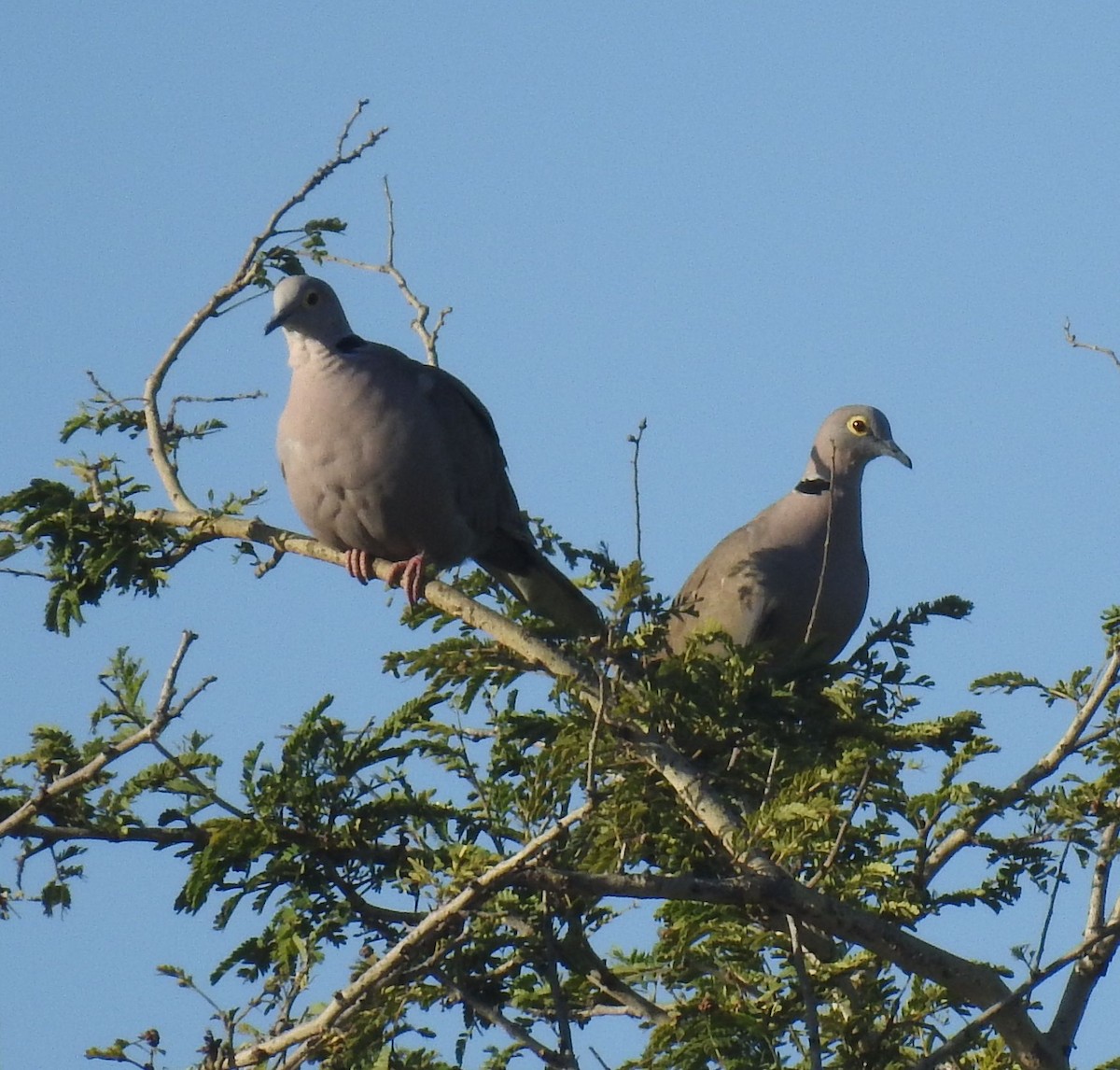 Burmese Collared-Dove - ML101038721