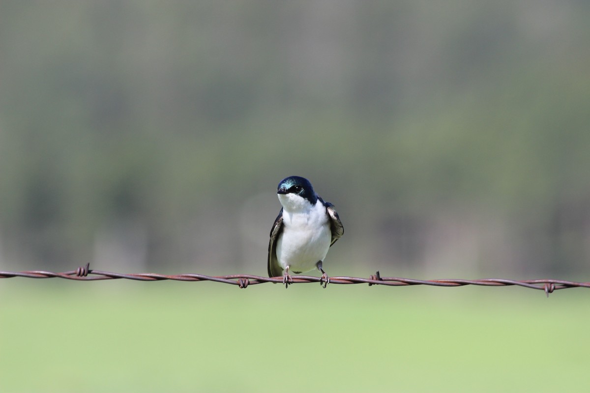 Hirondelle bicolore - ML101040851