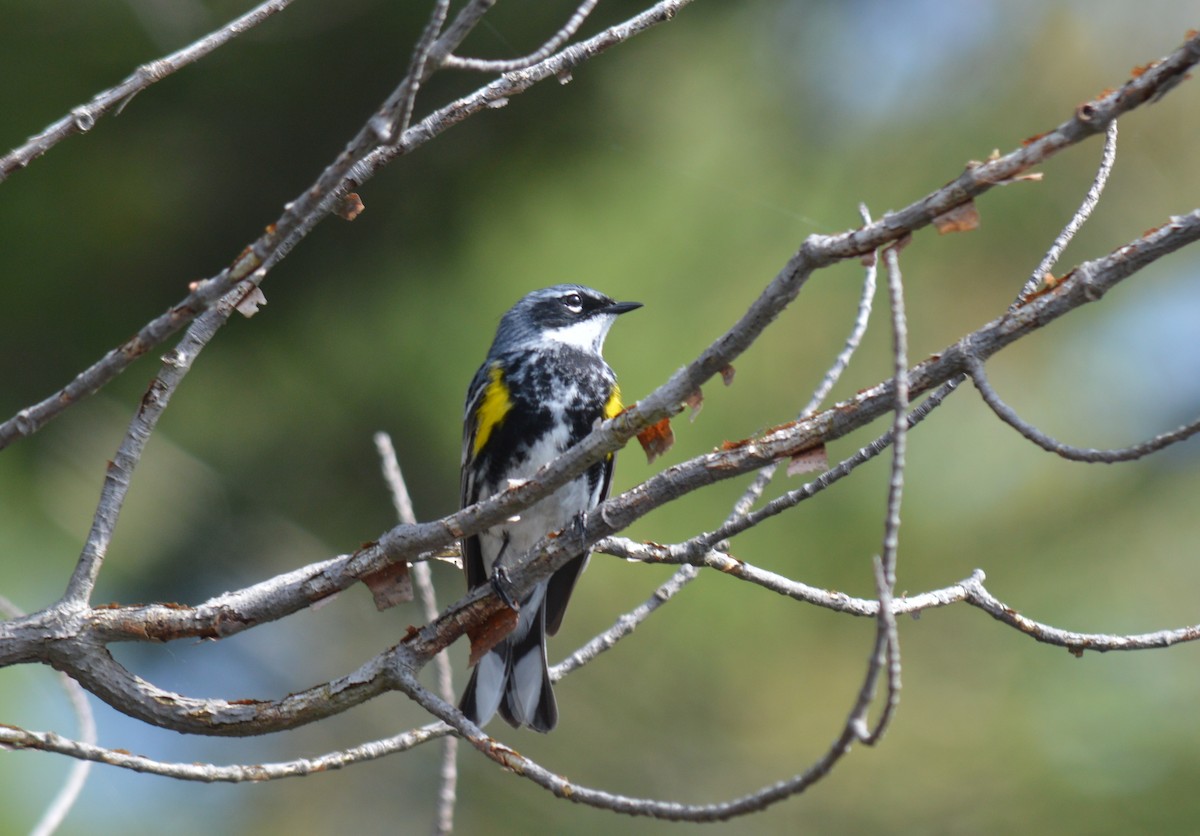 Yellow-rumped Warbler - ML101041481