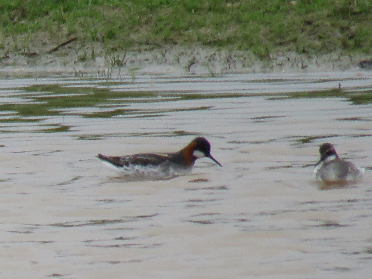 Phalarope à bec étroit - ML101041681