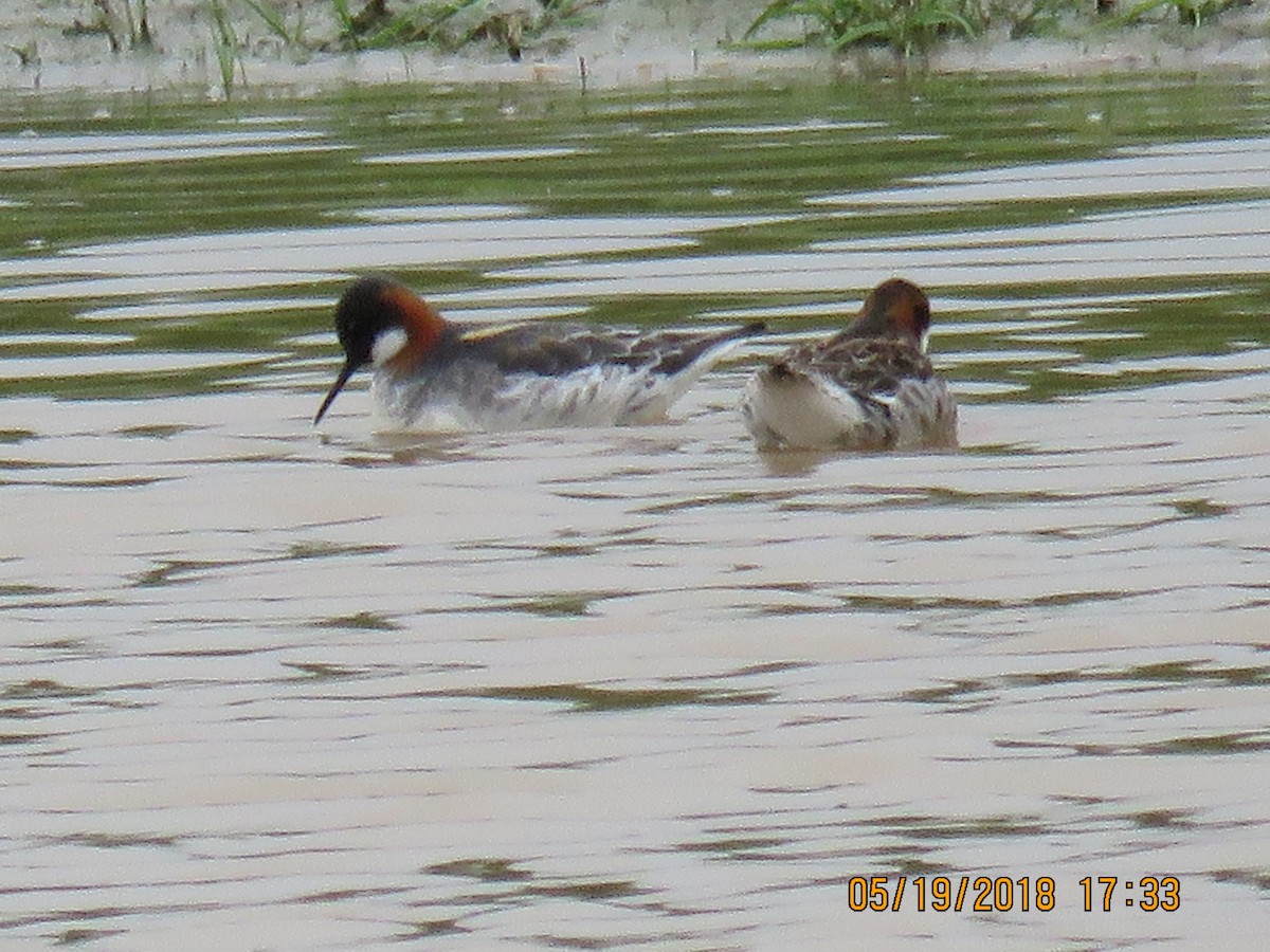 Red-necked Phalarope - Scott Lewis