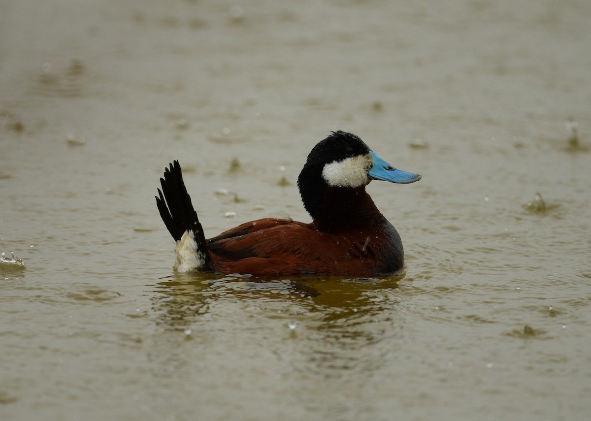 Ruddy Duck - ML101042261