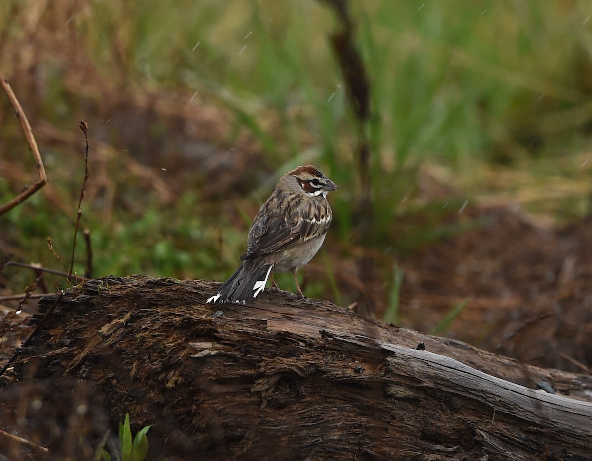 Lark Sparrow - ML101042501