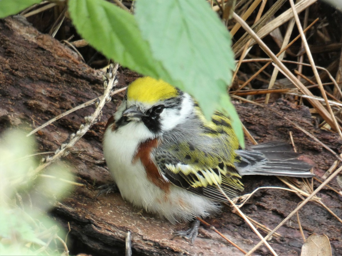 Gelbscheitel-Waldsänger - ML101042991