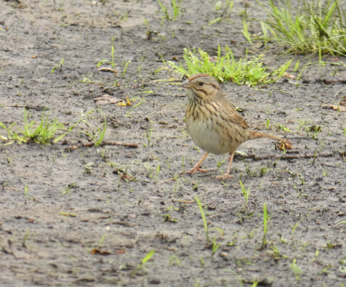 Lincoln's Sparrow - ML101043691