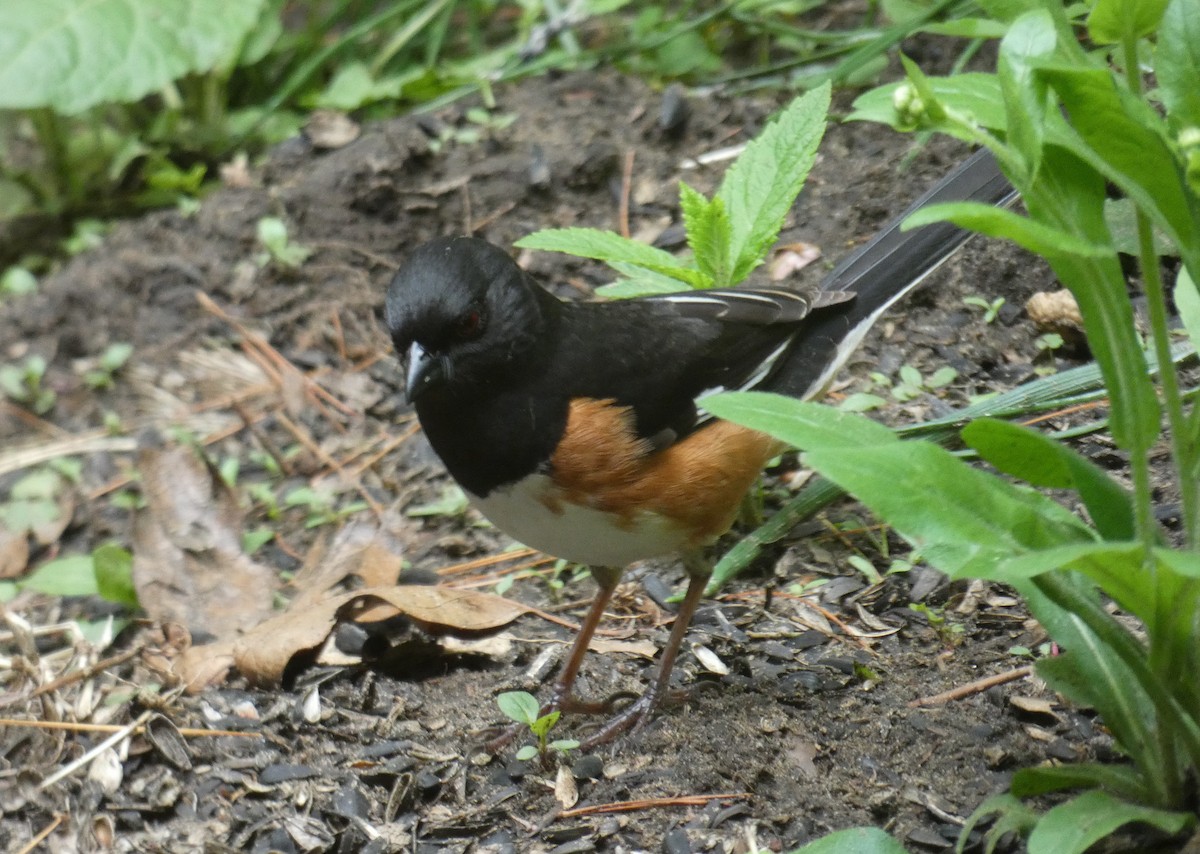 ワキアカトウヒチョウ - ML101043761