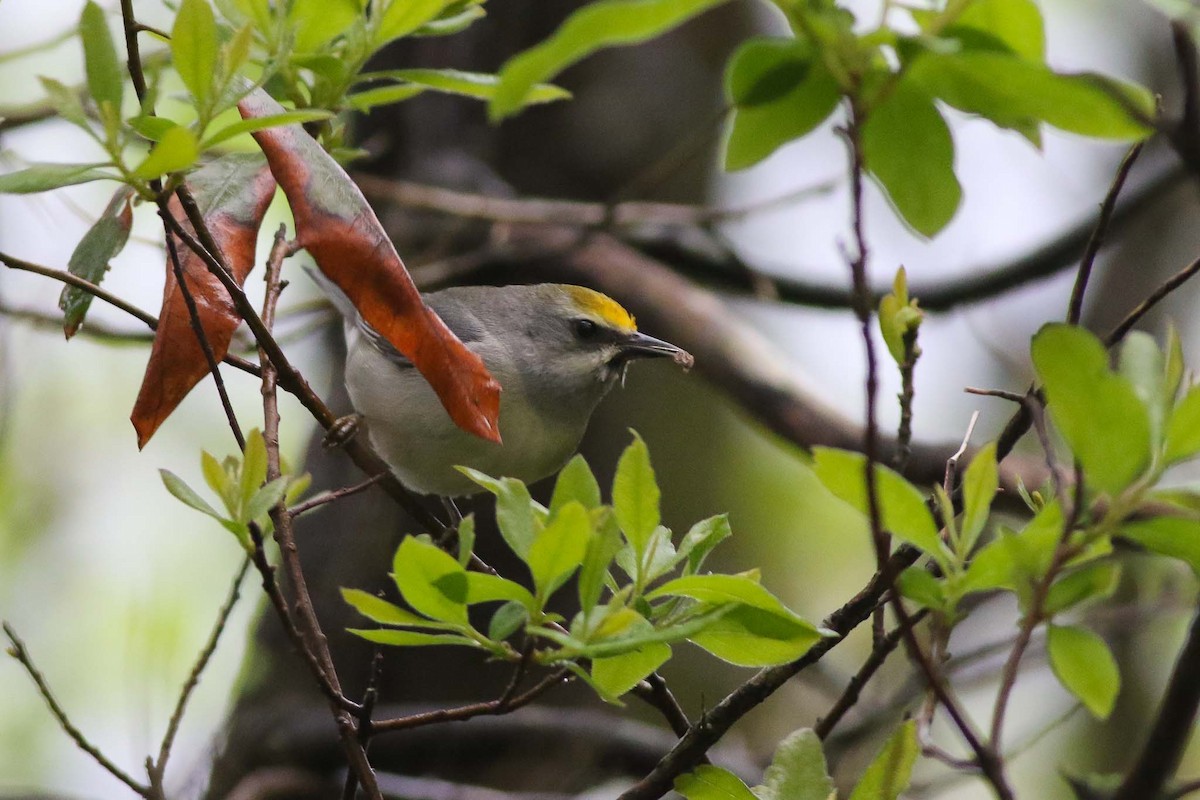eBird Checklist - 19 May 2018 - Cape Island--CMP--CMBO Northwood Center ...