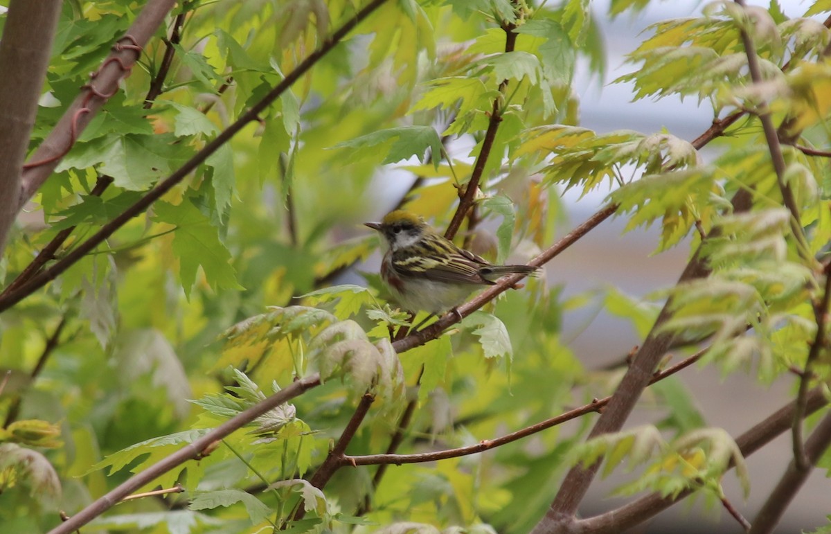 Chestnut-sided Warbler - ML101044221