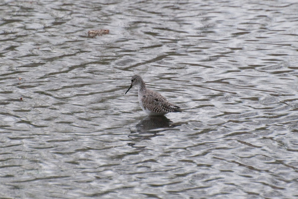 Lesser Yellowlegs - ML101046491