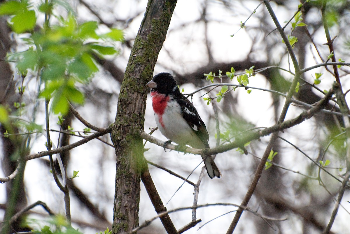 Rose-breasted Grosbeak - ML101046741